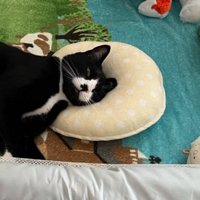 ベビーベッドで寝ている猫