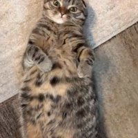 寝転がる猫