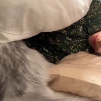 布団に入ろうとしている猫