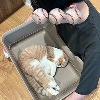 猫用トイレの中で丸くなる猫