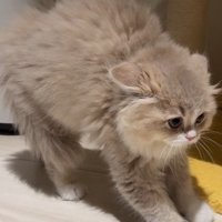 体を大きく見せるイヴちゃん