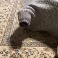 セーターに入った猫