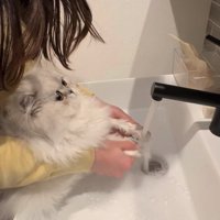 前足を蛇口の水近くに伸ばされている子猫
