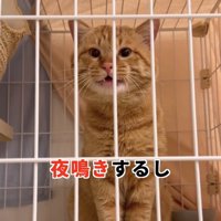 ケージの中でお座りしている猫
