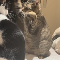 両手で襲いかかる猫