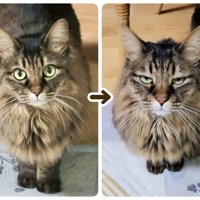 表情が変わる猫