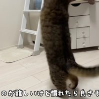 おもちゃで遊ぶみにらくん