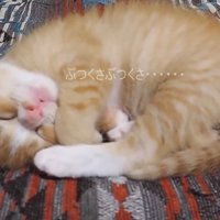 丸くなって眠る子猫