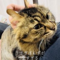 飼い主さんのお腹に乗って甘えるキジトラ猫