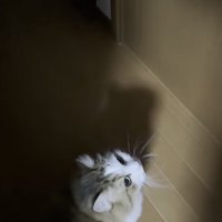 ドアの前に座っている猫の写真