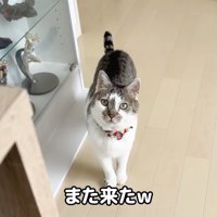 再び来たささみくん