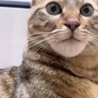 下から猫を見た様子