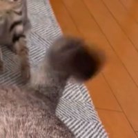 不規則に動く先住猫のしっぽ
