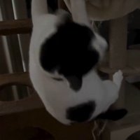 ハンモックに掴まっている猫