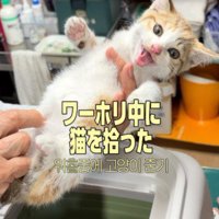 保護された子猫