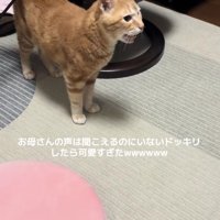 鳴いている猫