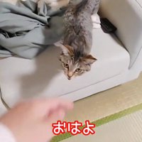 ソファーの上にいる子猫
