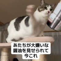 再度パンチをする猫