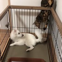 隙間に入り込む猫