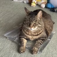 おもちゃの上でくつろぐ猫の写真1
