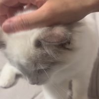 ママさんに頭を撫でられる子猫