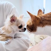 抱っこされたチワワと鼻先を合わせる猫