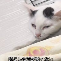 白目になって寝始める白黒の猫