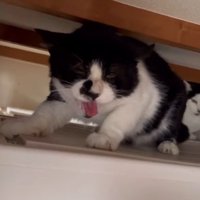 ごはんを持ってきた投稿者に威嚇をする猫