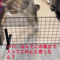 ジャンプする猫
