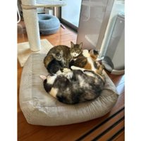 集まる猫たち