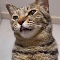 舌をペロペロさせる猫