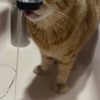 上を見る猫