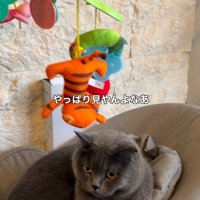 バウンサーに乗っている猫