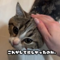 なでられる猫