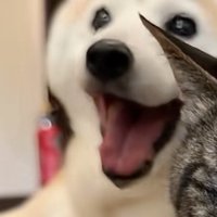 笑顔の柴犬