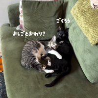 ソファーで寝てる2匹の猫