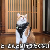 座って見上げる猫