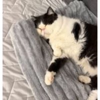 室内にいる猫