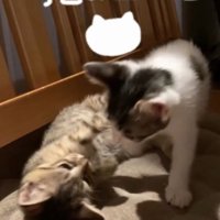 眠っている子猫を優しく見つめる男の子