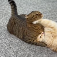 さつきちゃんのキック