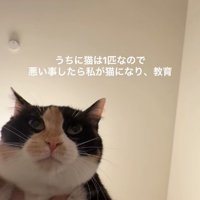 両脇を掴まれている猫（やや立ち耳アップ）