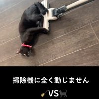 楽しそうな猫