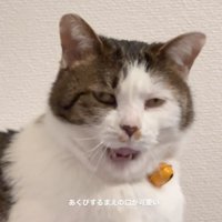 あくびする猫