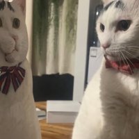 等身大パネルを見つめる猫