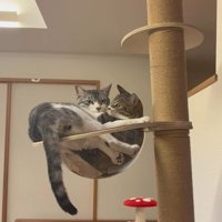 キャットタワーのボウルの中にいる2匹の猫