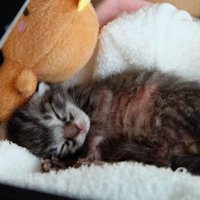 寝ている子猫