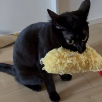 海老天のぬいぐるみを咥えている黒猫