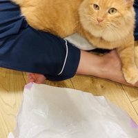 ママにウインクする茶トラ猫