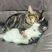 毛づくろいする猫