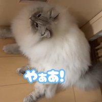 ドアの前で伏せをしている猫「やぁあ！」